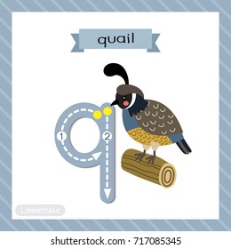 Letter Q lowercase cute children colorful zoo and animals ABC alphabet tracing flashcard of Quail bird perching on wood log for kids learning English vocabulary and handwriting vector illustration.