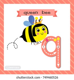 Letter Q lowercase cute children colorful zoo and animals ABC alphabet tracing flashcard of Queen Bee holding scepte for kids learning English vocabulary and handwriting vector illustration.