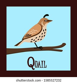 Letter Q for Quail Illustration Learning for Children 