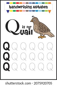 letter q is for Quail. learning trace letter Q