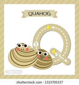 Letter Q uppercase cute children colorful zoo and animals ABC alphabet tracing flashcard of Quahog for kids learning English vocabulary and handwriting vector illustration.