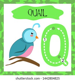 Letter Q uppercase cute children colorful zoo and animals ABC alphabet tracing flashcard of Quail for kids learning English vocabulary and handwriting 