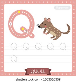 Letter Q uppercase cute children colorful zoo and animals ABC alphabet tracing practice worksheet of Standing Quoll for kids learning English vocabulary and handwriting vector illustration.