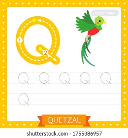 Letter Q uppercase cute children colorful zoo and animals ABC alphabet tracing practice worksheet of Flying Quetzal bird for kids learning English vocabulary and handwriting vector illustration.