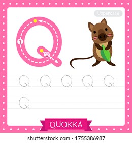 Letter Q uppercase cute children colorful zoo and animals ABC alphabet tracing practice worksheet of Quokka holding leaf for kids learning English vocabulary and handwriting vector illustration.