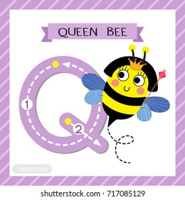 Letter Q uppercase cute children colorful zoo and animals ABC alphabet tracing flashcard of Happy Queen Bee holding scepter for kids learning English vocabulary and handwriting vector illustration.