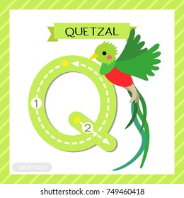 Letter Q uppercase cute children colorful zoo and animals ABC alphabet tracing flashcard of Flying Quetzal bird for kids learning English vocabulary and handwriting vector illustration.