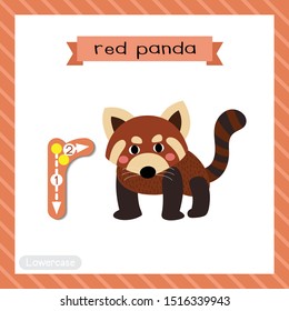 Letter R lowercase cute children colorful zoo and animals ABC alphabet tracing flashcard of Red Panda for kids learning English vocabulary and handwriting vector illustration.