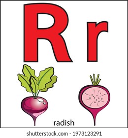 The letter R. Radish . Color ALPHABET with fruits and vegetables.