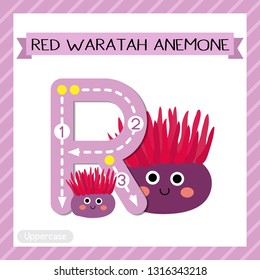 Letter R uppercase cute children colorful zoo and animals ABC alphabet tracing flashcard of Red Waratah Anemone for kids learning English vocabulary and handwriting vector illustration.