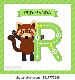 Letter R uppercase cute children colorful zoo and animals ABC alphabet tracing flashcard of Red Panda raising two hands for kids learning English vocabulary and handwriting vector illustration.