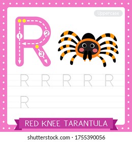 Letter R uppercase cute children colorful zoo and animals ABC alphabet tracing practice worksheet of Red Knee Tarantula for kids learning English vocabulary and handwriting vector illustration.