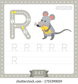 Letter R uppercase cute children colorful zoo and animals ABC alphabet tracing practice worksheet of Rat holding cheese for kids learning English vocabulary and handwriting vector illustration.