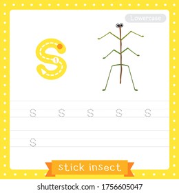 Letter S lowercase cute children colorful zoo and animals ABC alphabet tracing practice worksheet of Stick Insect for kids learning English vocabulary and handwriting vector illustration.