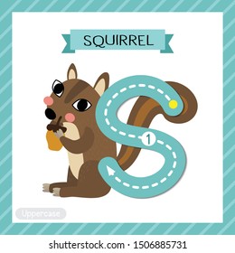 Letter S uppercase cute children colorful zoo and animals ABC alphabet tracing flashcard of Squirrel for kids learning English vocabulary and handwriting vector illustration.