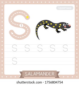 Letter S uppercase cute children colorful zoo and animals ABC alphabet tracing practice worksheet of Salamander for kids learning English vocabulary and handwriting vector illustration.