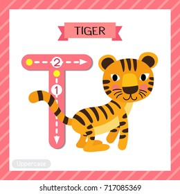 Letter T uppercase cute children colorful zoo and animals ABC alphabet tracing flashcard of Standing Tiger for kids learning English vocabulary and handwriting vector illustration.