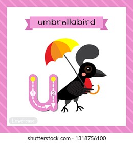 Letter U lowercase cute children colorful zoo and animals ABC alphabet tracing flashcard of Umbrellabird for kids learning English vocabulary and handwriting vector illustration.
