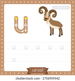 Letter U lowercase cute children colorful zoo and animals ABC alphabet tracing practice worksheet of Urial for kids learning English vocabulary and handwriting vector illustration.