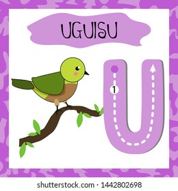 Letter U uppercase cute children colorful zoo and animals ABC alphabet tracing flashcard of Uguisu for kids learning English vocabulary and handwriting 