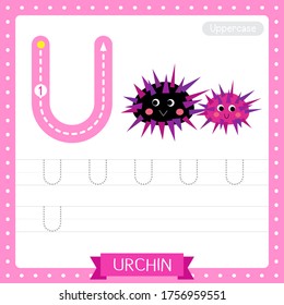 Letter U uppercase cute children colorful zoo and animals ABC alphabet tracing practice worksheet of Urchin for kids learning English vocabulary and handwriting vector illustration.