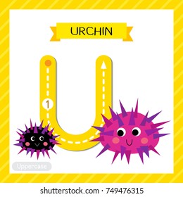 Letter U uppercase cute children colorful zoo and animals ABC alphabet tracing flashcard of Urchin for kids learning English vocabulary and handwriting vector illustration.