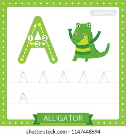 Letter A uppercase cute children colorful zoo and animals ABC alphabet tracing practice worksheet of Alligator for kids learning English vocabulary and handwriting vector illustration.