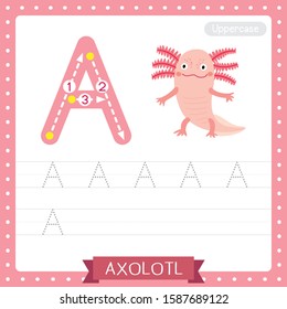 Letter A uppercase cute children colorful zoo and animals ABC alphabet tracing practice worksheet of Axolotl for kids learning English vocabulary and handwriting vector illustration.