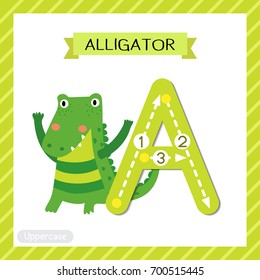 Letter A uppercase cute children colorful zoo and animals ABC alphabet tracing flashcard of Alligator for kids learning English vocabulary and handwriting vector illustration.