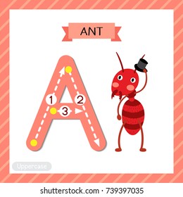 Letter A uppercase cute children colorful zoo and animals ABC alphabet tracing flashcard of fire ant with hat for kids learning English vocabulary and handwriting vector illustration.