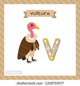 Letter V lowercase cute children colorful zoo and animals ABC alphabet tracing flashcard of Vulture bird for kids learning English vocabulary and handwriting vector illustration.