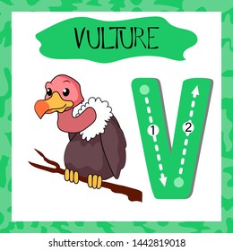 Letter V uppercase cute children colorful zoo and animals ABC alphabet tracing flashcard of Vulture for kids learning English vocabulary and handwriting 