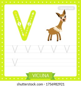 Letter V uppercase cute children colorful zoo and animals ABC alphabet tracing practice worksheet of Vicuna for kids learning English vocabulary and handwriting vector illustration.