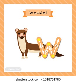 Letter W lowercase cute children colorful zoo and animals ABC alphabet tracing flashcard of Weasel for kids learning English vocabulary and handwriting vector illustration.