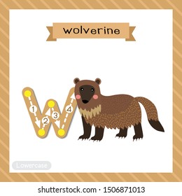 Letter W lowercase cute children colorful zoo and animals ABC alphabet tracing flashcard of Wolverine. for kids learning English vocabulary and handwriting vector illustration.