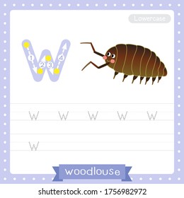 Letter W lowercase cute children colorful zoo and animals ABC alphabet tracing practice worksheet of Woodlouse for kids learning English vocabulary and handwriting vector illustration.