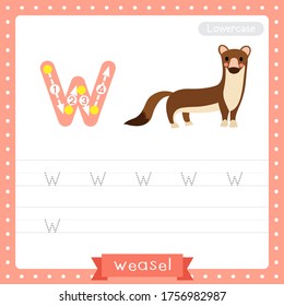 Letter W lowercase cute children colorful zoo and animals ABC alphabet tracing practice worksheet of Weasel for kids learning English vocabulary and handwriting vector illustration.