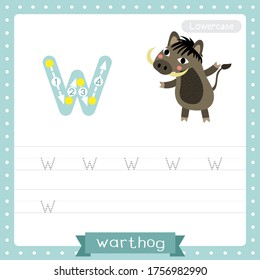 Letter W lowercase cute children colorful zoo and animals ABC alphabet tracing practice worksheet of Warthog for kids learning English vocabulary and handwriting vector illustration.
