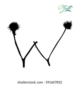 Letter W from plants with thorns and spines. Wild plant, weed with seeds, grains. Detailed vector illustration.