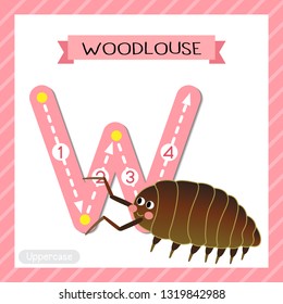 Letter W uppercase cute children colorful zoo and animals ABC alphabet tracing flashcard of Woodlouse for kids learning English vocabulary and handwriting vector illustration.