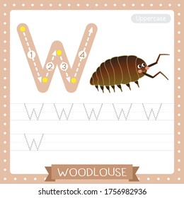 Letter W uppercase cute children colorful zoo and animals ABC alphabet tracing practice worksheet of Woodlouse for kids learning English vocabulary and handwriting vector illustration.