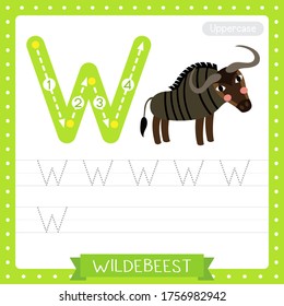 Letter W uppercase cute children colorful zoo and animals ABC alphabet tracing practice worksheet of Wildebeest for kids learning English vocabulary and handwriting vector illustration.