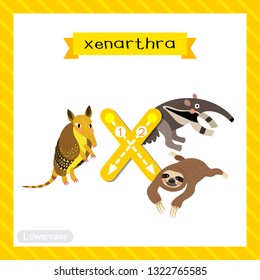 Letter X lowercase cute children colorful zoo and animals ABC alphabet tracing flashcard of Xenarthra for kids learning English vocabulary and handwriting vector illustration.