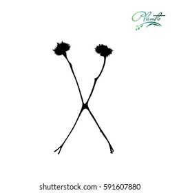 Letter X from plants with thorns and spines. Wild plant, weed with seeds, grains. Detailed vector illustration.