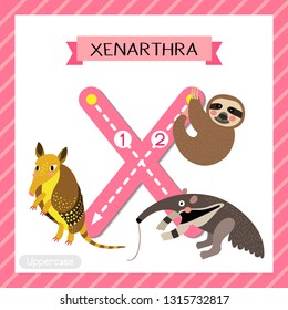 Letter X uppercase cute children colorful zoo and animals ABC alphabet tracing flashcard of Xenarthra for kids learning English vocabulary and handwriting vector illustration.
