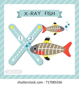 Letter X uppercase cute children colorful zoo and animals ABC alphabet tracing flashcard of X-ray Fish for kids learning English vocabulary and handwriting vector illustration.