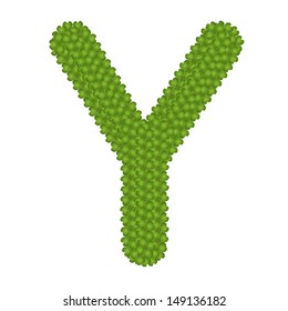Letter Y, Alphabet Letters Made of Four Leaf Clover Isolated on White Background 