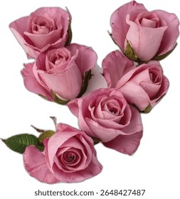 A letter "Y" cluster of six light pink roses, some fully bloomed and others still budding, are arranged in a visually appealing composition against a stark white background.