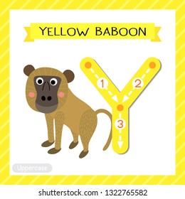 Letter Y uppercase cute children colorful zoo and animals ABC alphabet tracing flashcard of Yellow Baboon monkey for kids learning English vocabulary and handwriting vector illustration.