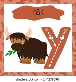Letter Y uppercase cute children colorful zoo and animals ABC alphabet tracing flashcard of Yak for kids learning English vocabulary and handwriting 